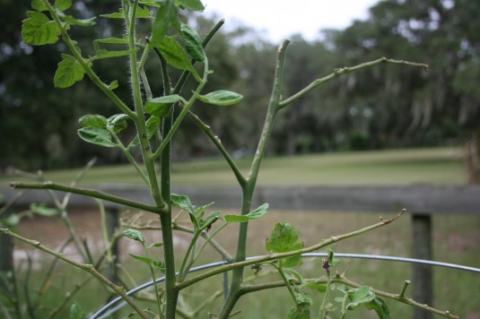 worm eaten tomato plant