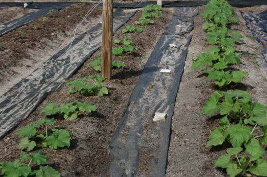 squash and zucchini progress