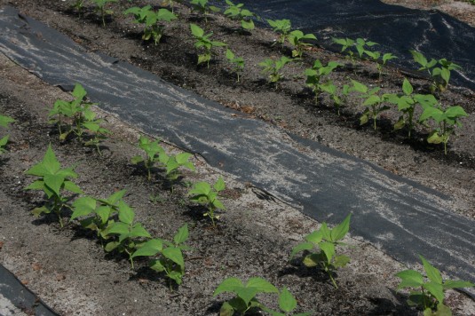 kidney beans