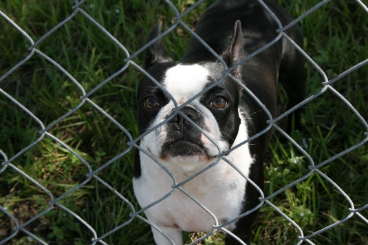 Millie