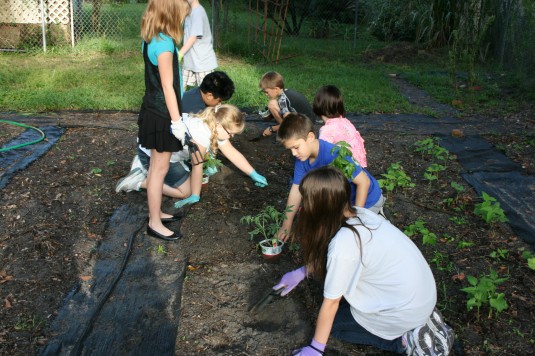 teamwork in the tomato row