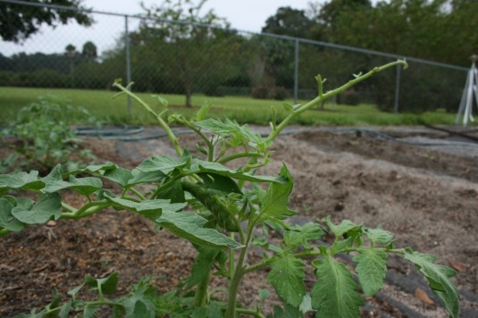 tomato devoured by hornworm