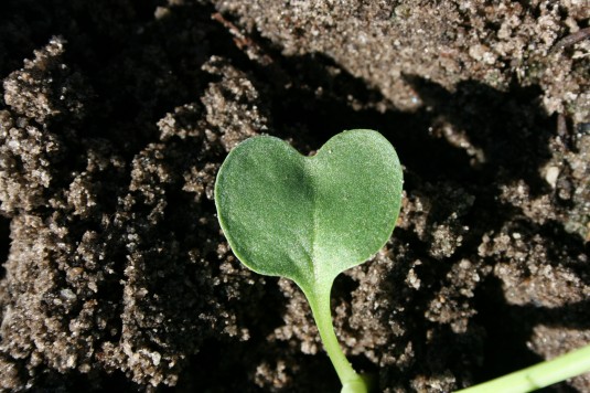 baby lettuce leaves