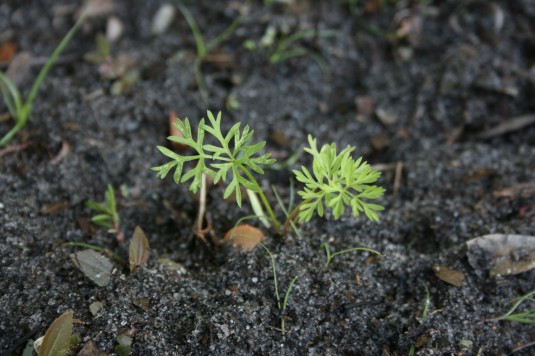carrot leaves