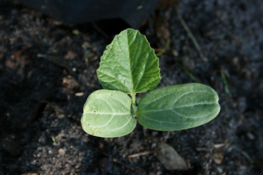first squash leaves