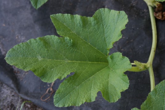 pumpkin leaf
