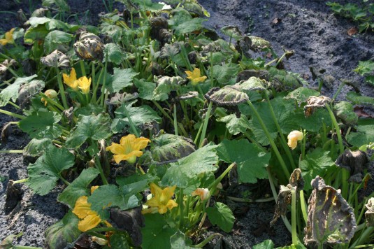 unhealthy squash
