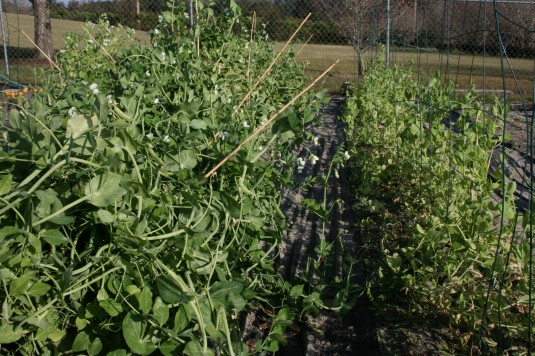 sweet peas