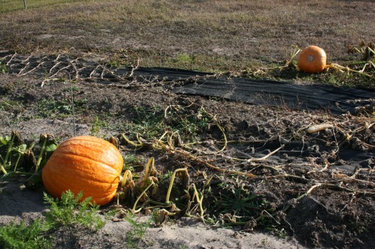 Big Max pumpkins