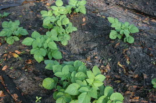 pretty potatoes