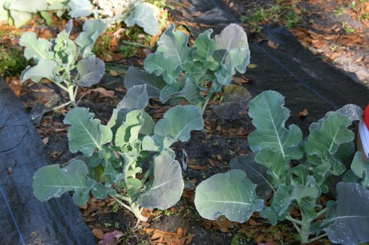 broccoli near bloom