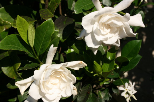 gardenia morning glory
