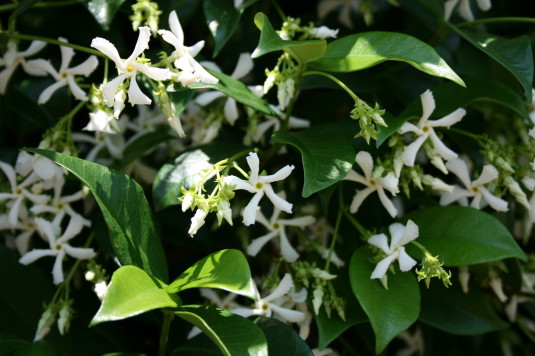 jasmine in bloom
