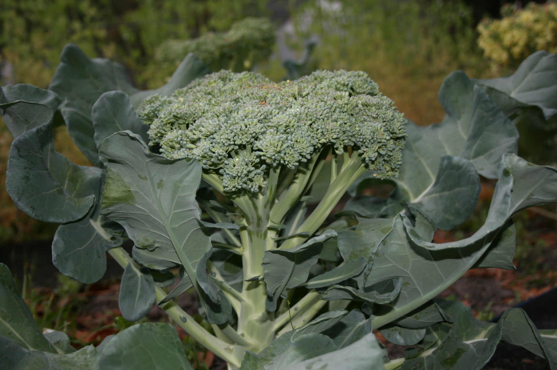 broccoli bunch plant cauliflower grow looks real bloominthyme settled vacation gardening garden