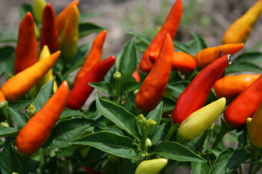 What Do You Do With Too Many Super Hot Chili Peppers in the Garden?