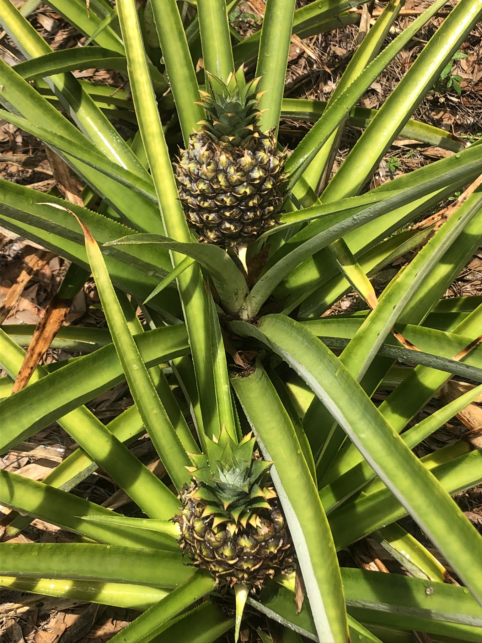 Plants That Look Like Pineapple Plants at Noah Ashley blog